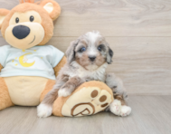7 week old Mini Bernedoodle Puppy For Sale - Simply Southern Pups