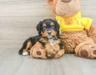 6 week old Mini Bernedoodle Puppy For Sale - Simply Southern Pups