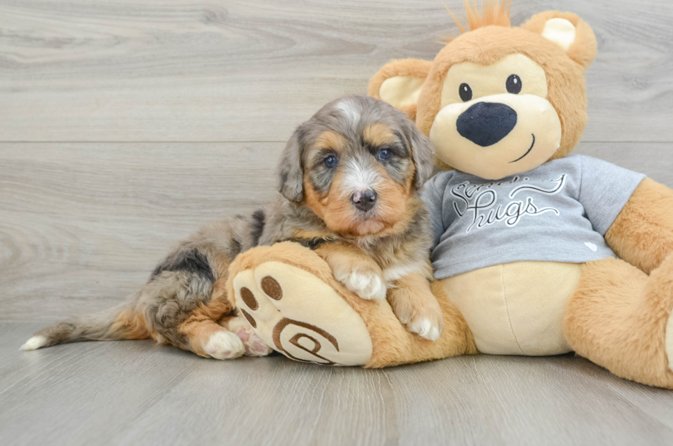 5 week old Mini Bernedoodle Puppy For Sale - Simply Southern Pups