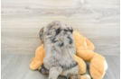 Mini Bernedoodle Pup Being Cute