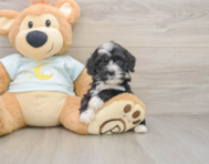 8 week old Mini Bernedoodle Puppy For Sale - Simply Southern Pups