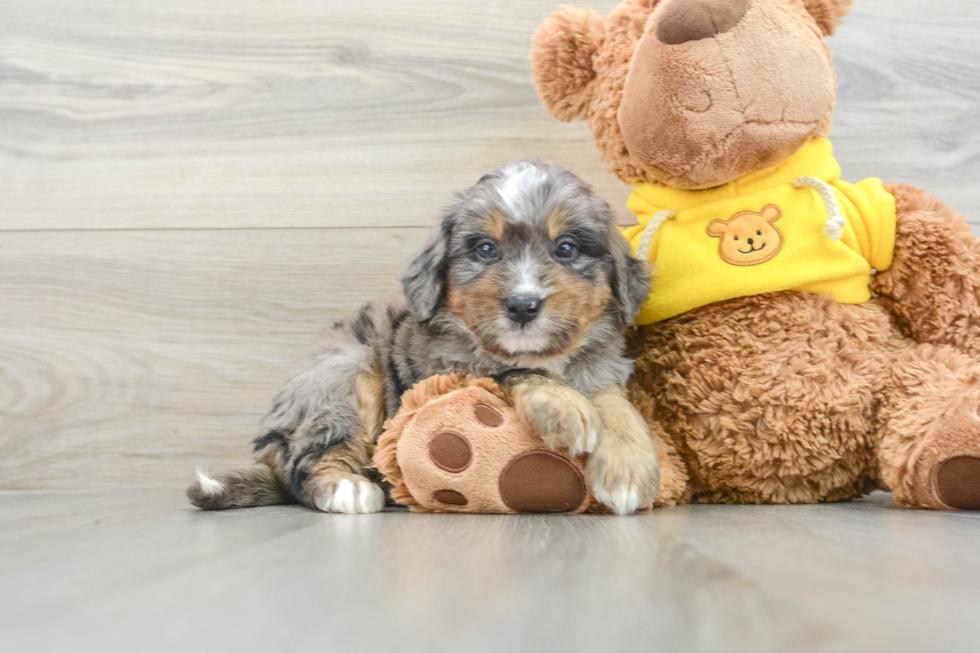 Mini Bernedoodle Pup Being Cute