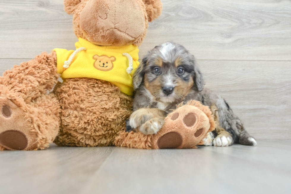 Mini Bernedoodle Pup Being Cute