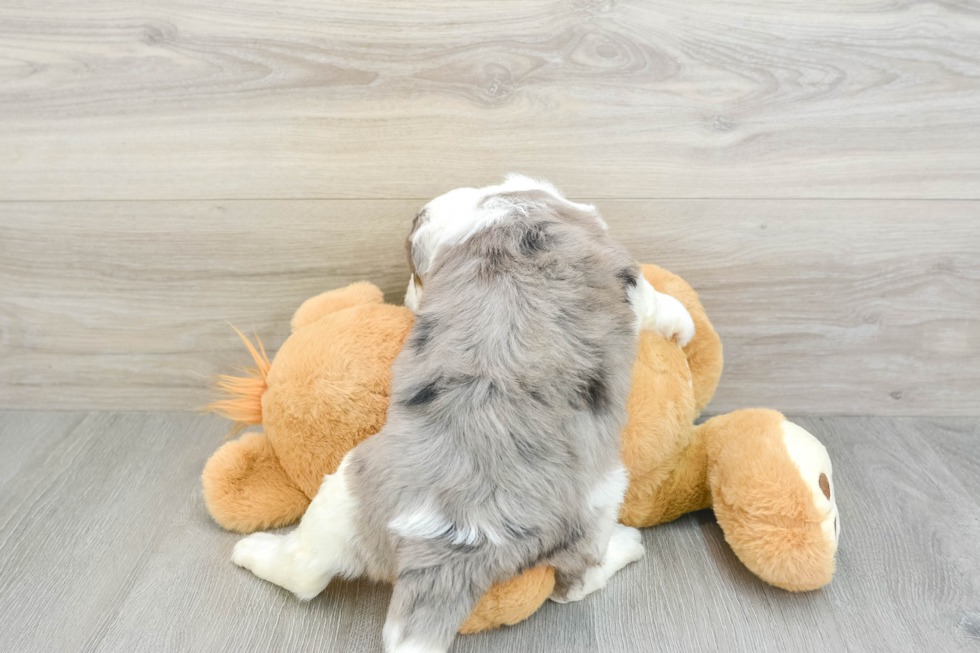 Petite Mini Bernedoodle Poodle Mix Pup