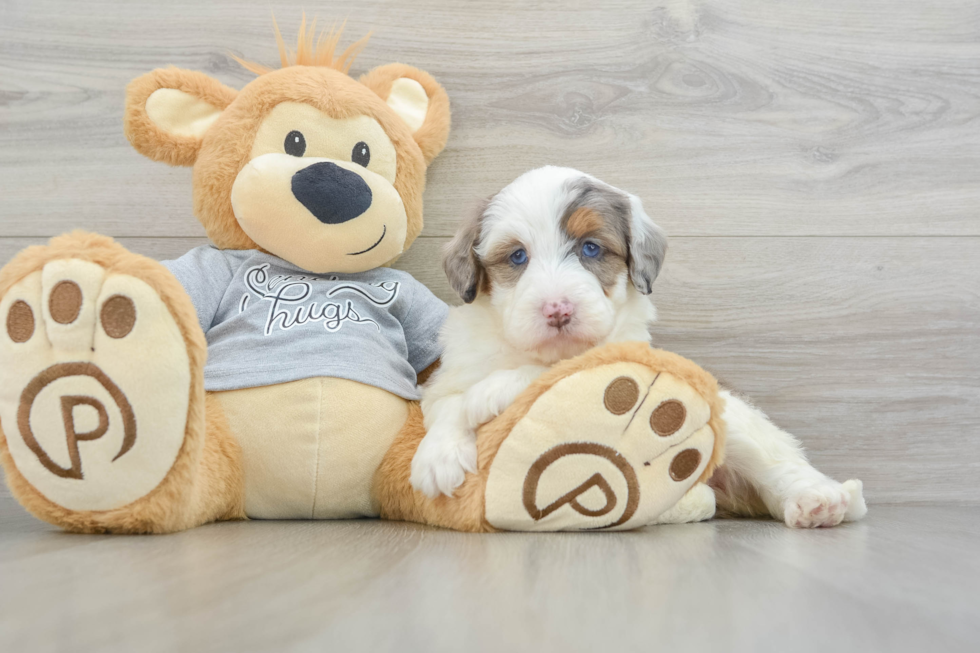 Petite Mini Bernedoodle Poodle Mix Pup