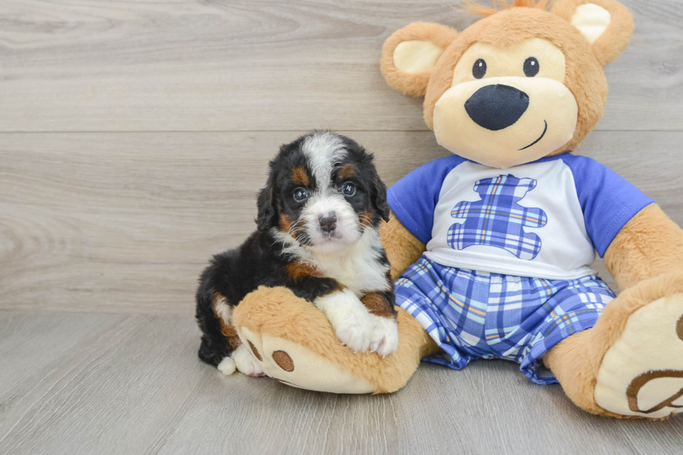 Mini Bernedoodle Puppy for Adoption