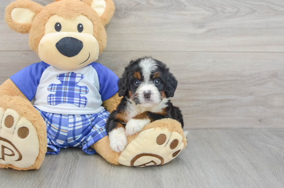 6 week old Mini Bernedoodle Puppy For Sale - Simply Southern Pups