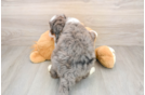 Mini Bernedoodle Puppy for Adoption