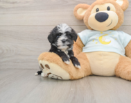 8 week old Mini Bernedoodle Puppy For Sale - Simply Southern Pups