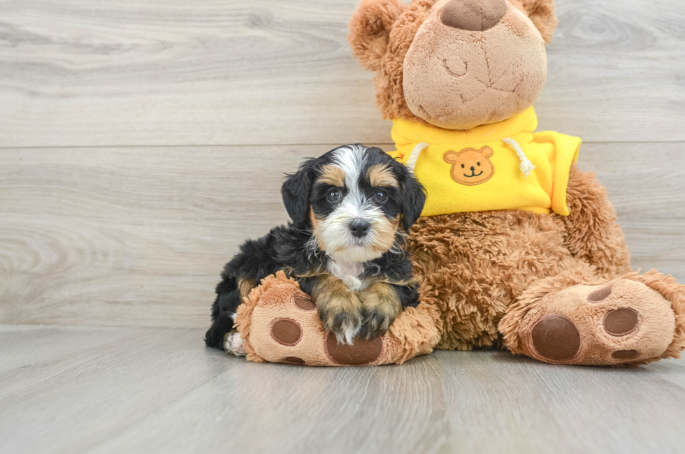 7 week old Mini Bernedoodle Puppy For Sale - Simply Southern Pups