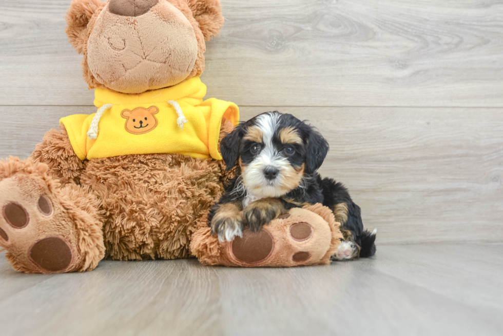 Energetic Mini Bernese Poodle Poodle Mix Puppy