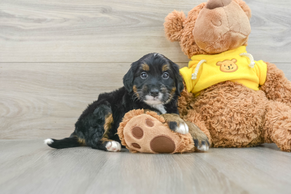 Funny Mini Bernedoodle Poodle Mix Pup