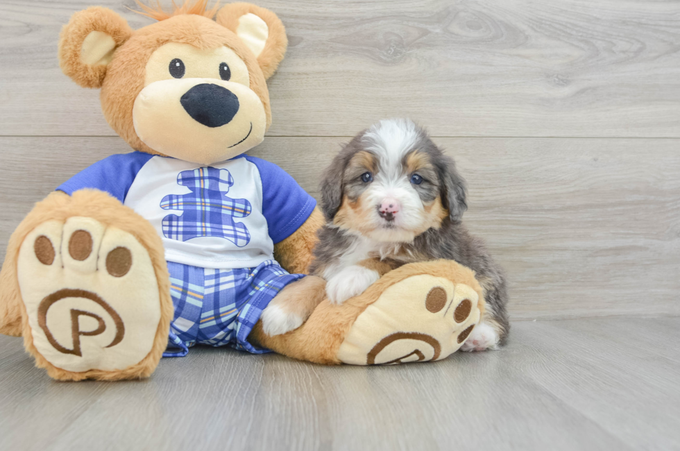 7 week old Mini Bernedoodle Puppy For Sale - Simply Southern Pups