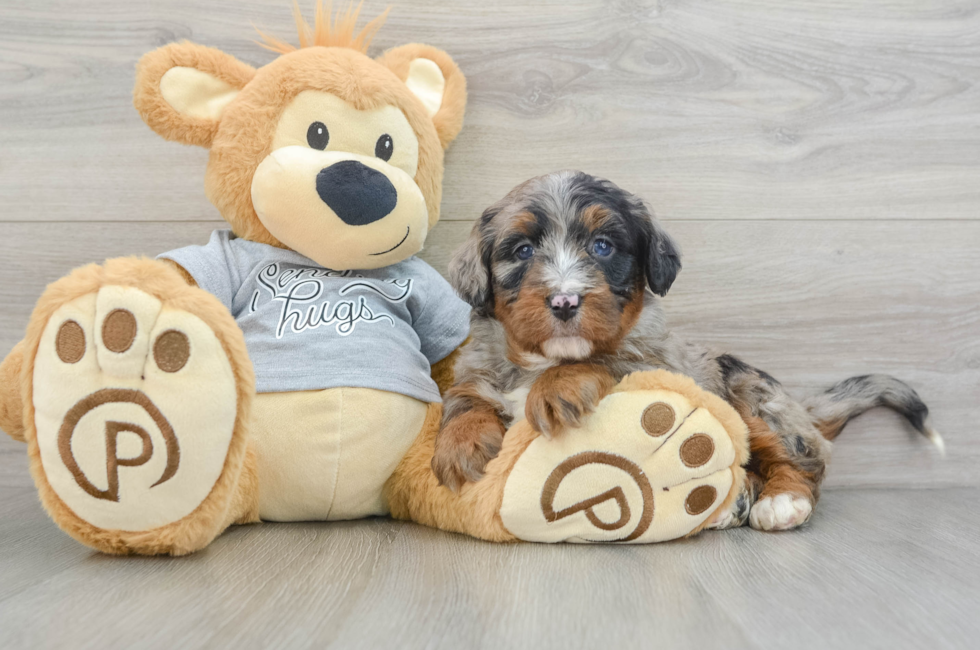 5 week old Mini Bernedoodle Puppy For Sale - Simply Southern Pups