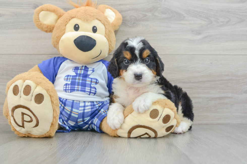 6 week old Mini Bernedoodle Puppy For Sale - Simply Southern Pups