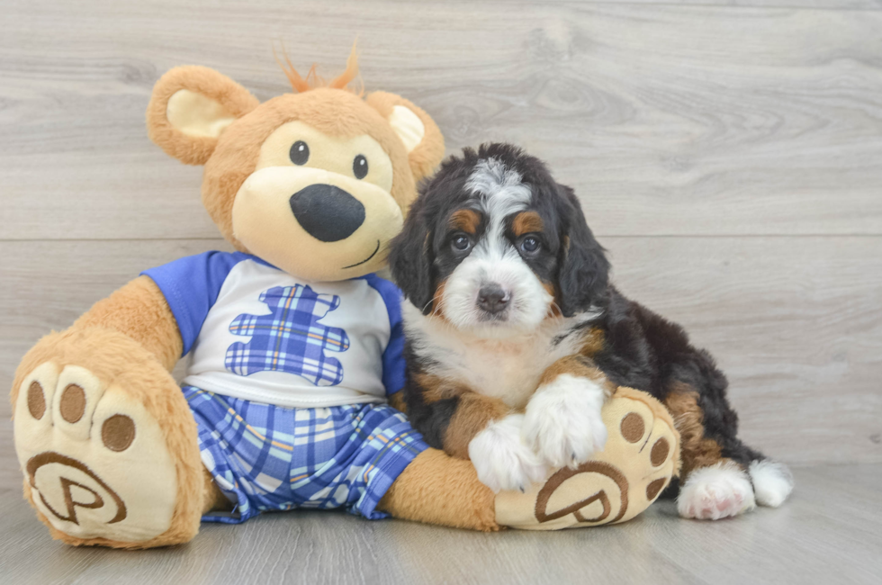 5 week old Mini Bernedoodle Puppy For Sale - Simply Southern Pups