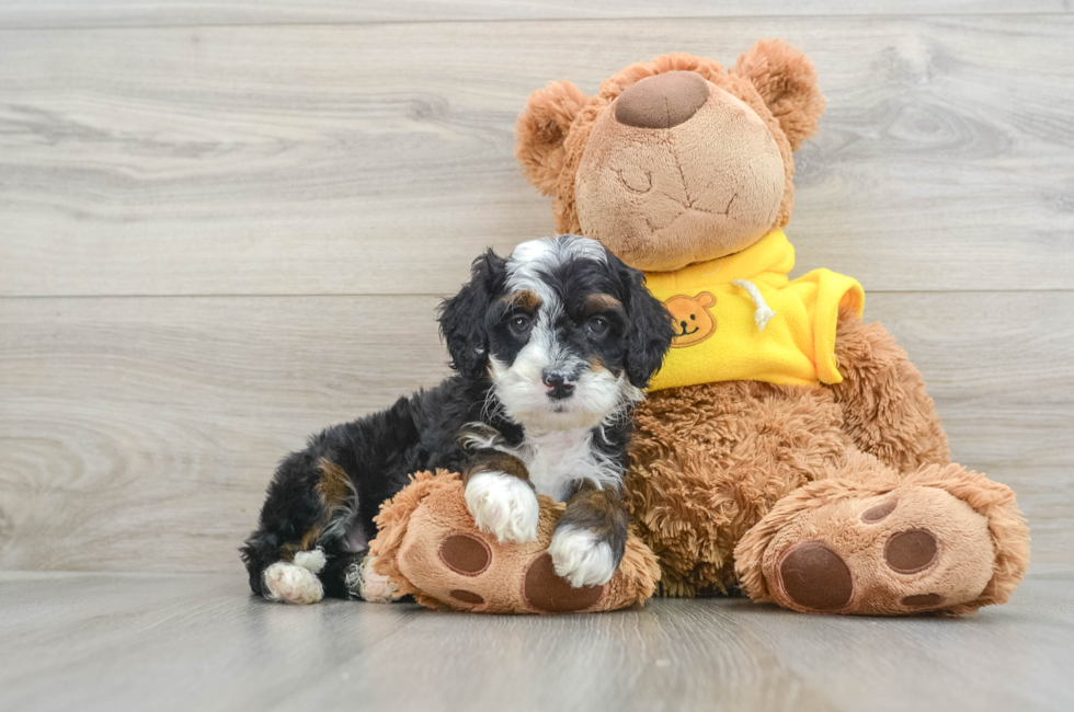 7 week old Mini Bernedoodle Puppy For Sale - Simply Southern Pups