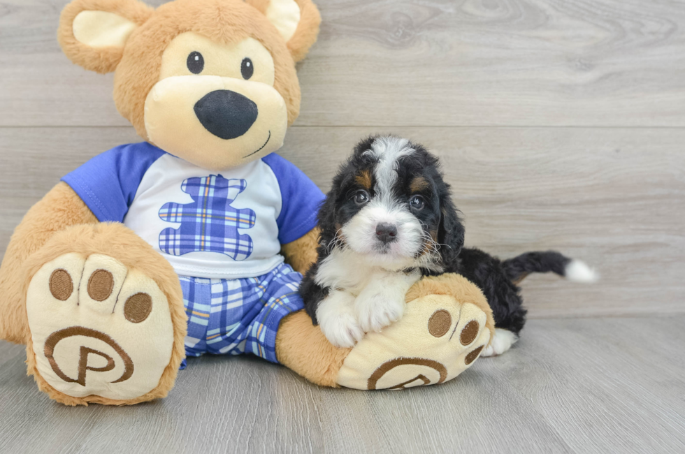 6 week old Mini Bernedoodle Puppy For Sale - Simply Southern Pups