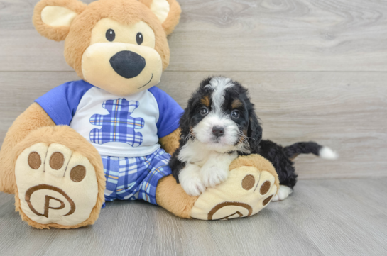 Playful Mini Bernadoodle Poodle Mix Puppy