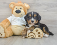7 week old Mini Bernedoodle Puppy For Sale - Simply Southern Pups