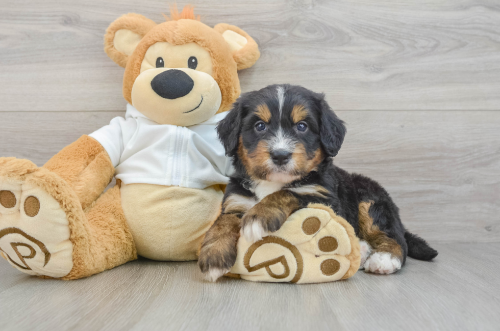 7 week old Mini Bernedoodle Puppy For Sale - Simply Southern Pups