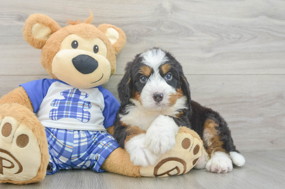 5 week old Mini Bernedoodle Puppy For Sale - Simply Southern Pups