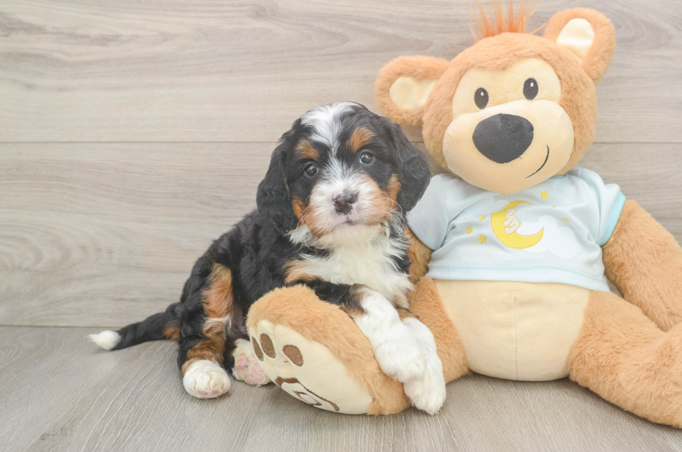 5 week old Mini Bernedoodle Puppy For Sale - Simply Southern Pups