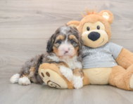 7 week old Mini Bernedoodle Puppy For Sale - Simply Southern Pups