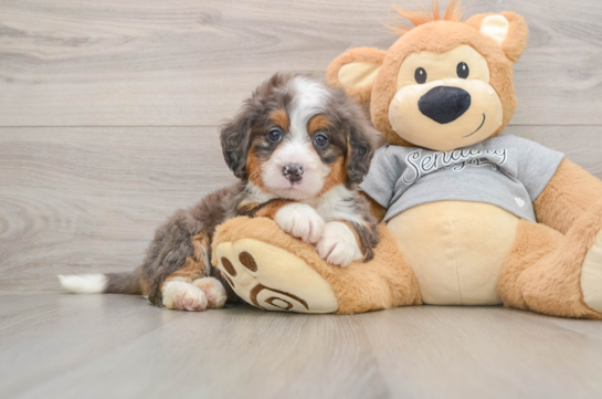 Mini Bernedoodle Puppy for Adoption