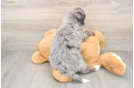 Energetic Mini Bernese Poodle Poodle Mix Puppy