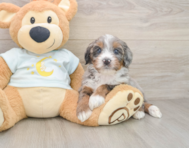 7 week old Mini Bernedoodle Puppy For Sale - Simply Southern Pups