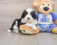7 week old Mini Bernedoodle Puppy For Sale - Simply Southern Pups