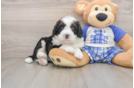 Mini Bernedoodle Puppy for Adoption