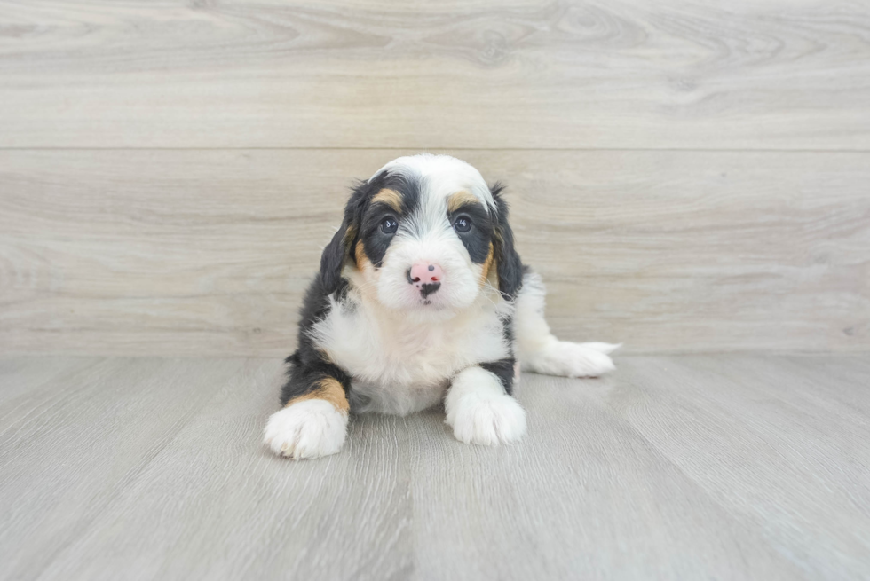 Mini Bernedoodle Pup Being Cute