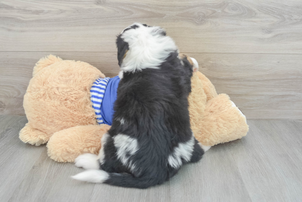 Mini Bernedoodle Pup Being Cute