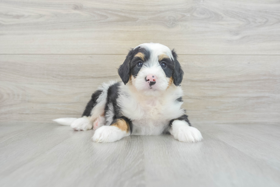 Playful Bernadoodle Poodle Mix Puppy