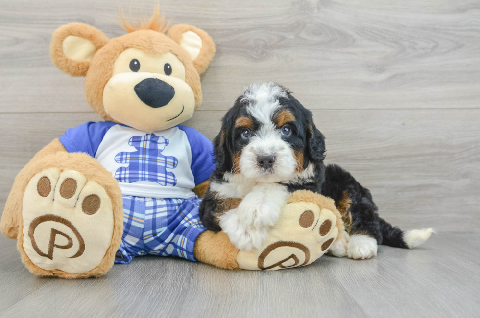 6 week old Mini Bernedoodle Puppy For Sale - Simply Southern Pups