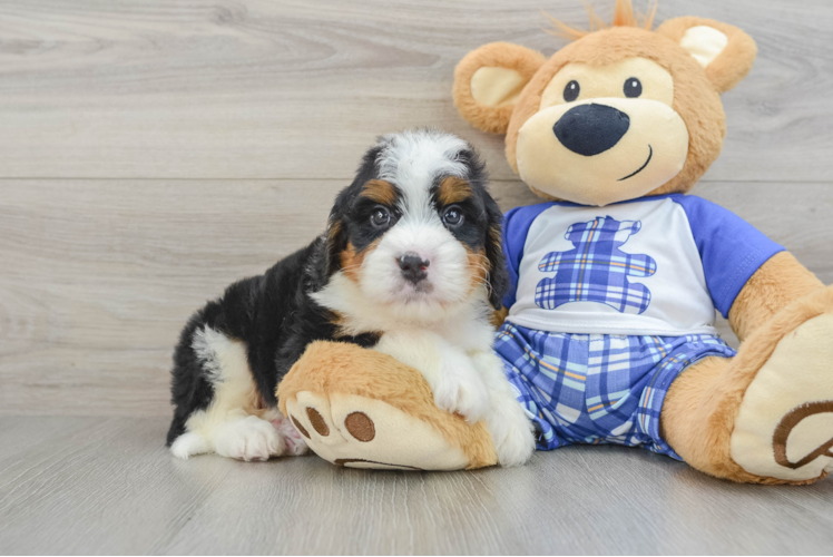 Adorable Mini Bernesepoo Poodle Mix Puppy