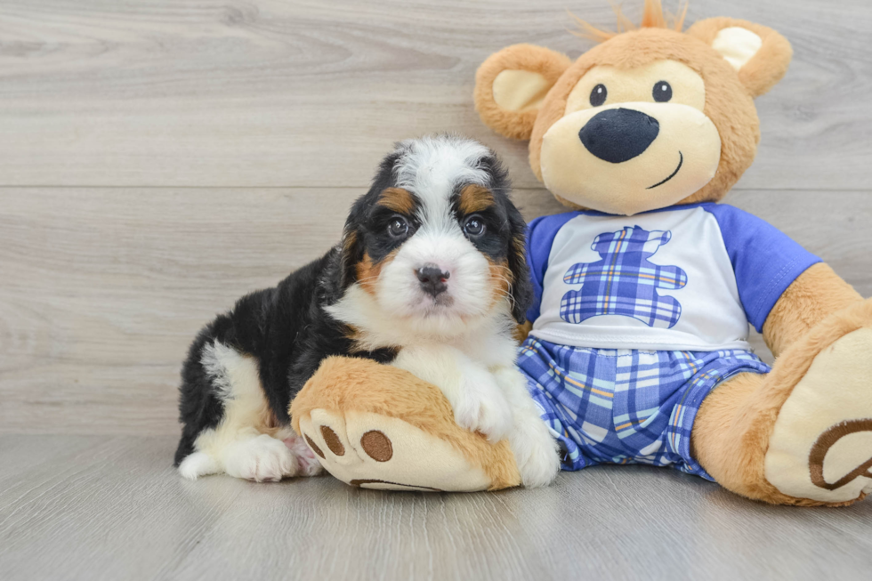 Adorable Mini Bernesepoo Poodle Mix Puppy