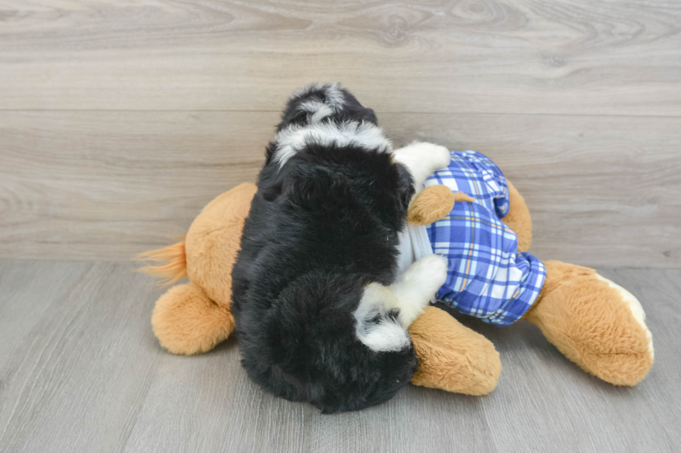 Mini Bernedoodle Puppy for Adoption