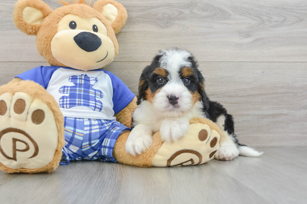 Best Mini Bernedoodle Baby