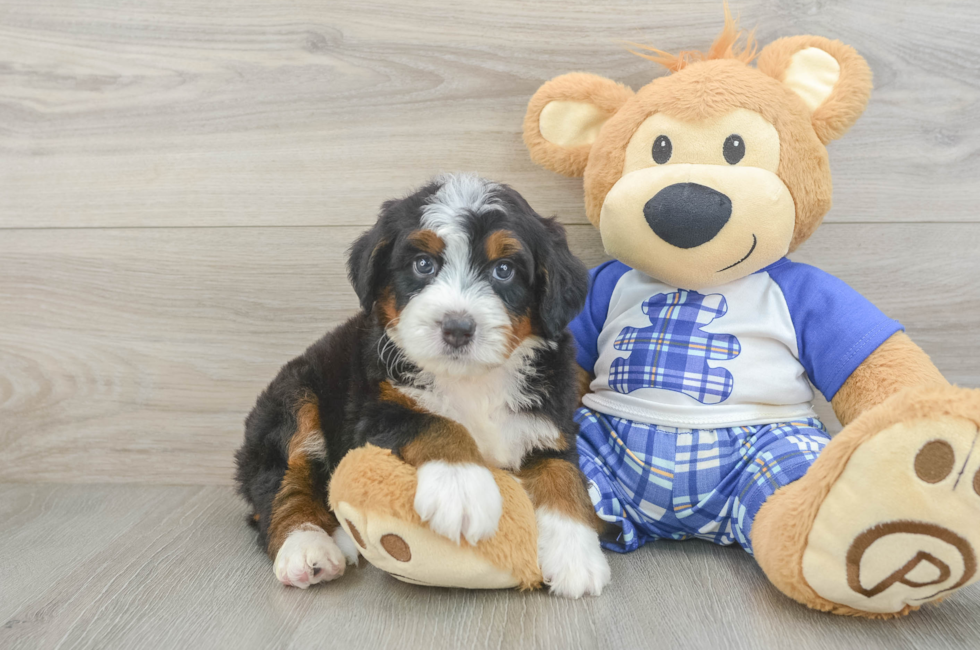 5 week old Mini Bernedoodle Puppy For Sale - Simply Southern Pups