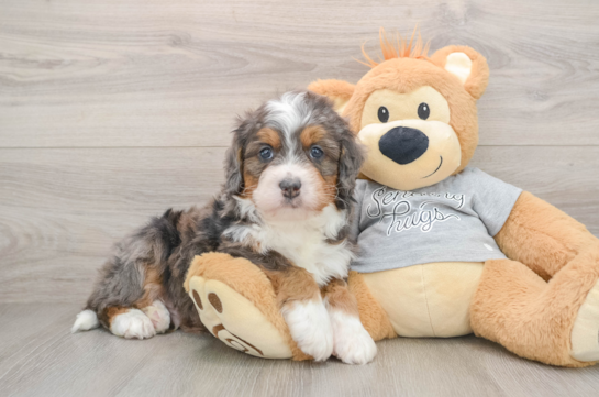 Mini Bernedoodle Pup Being Cute
