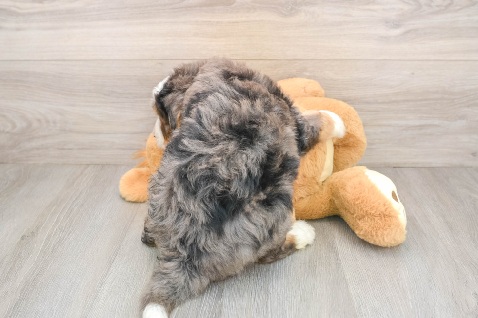 Smart Mini Bernedoodle Poodle Mix Pup