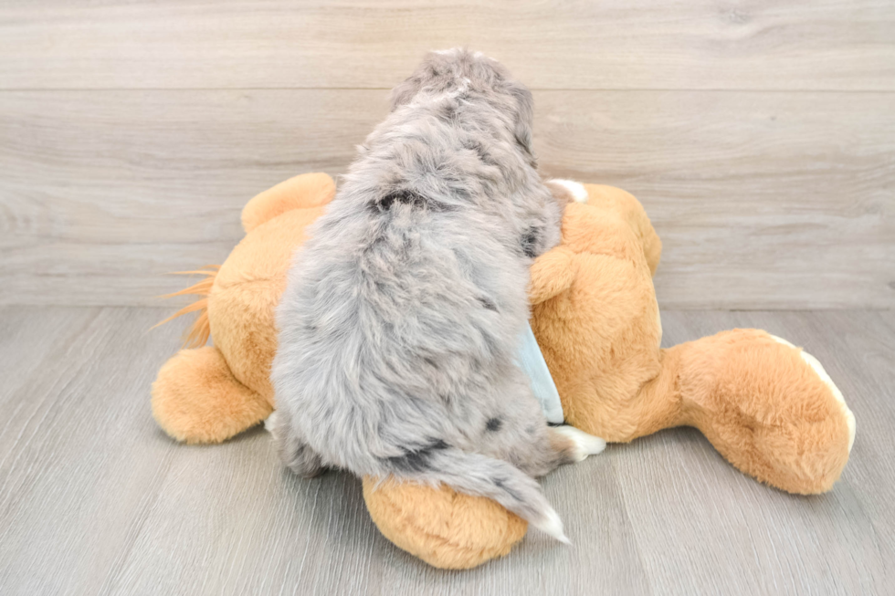 Best Mini Bernedoodle Baby
