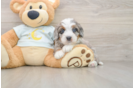 Mini Bernedoodle Pup Being Cute