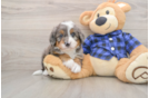 Sweet Mini Bernedoodle Baby
