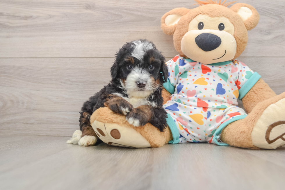 Best Mini Bernedoodle Baby