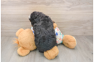 Funny Mini Bernedoodle Poodle Mix Pup