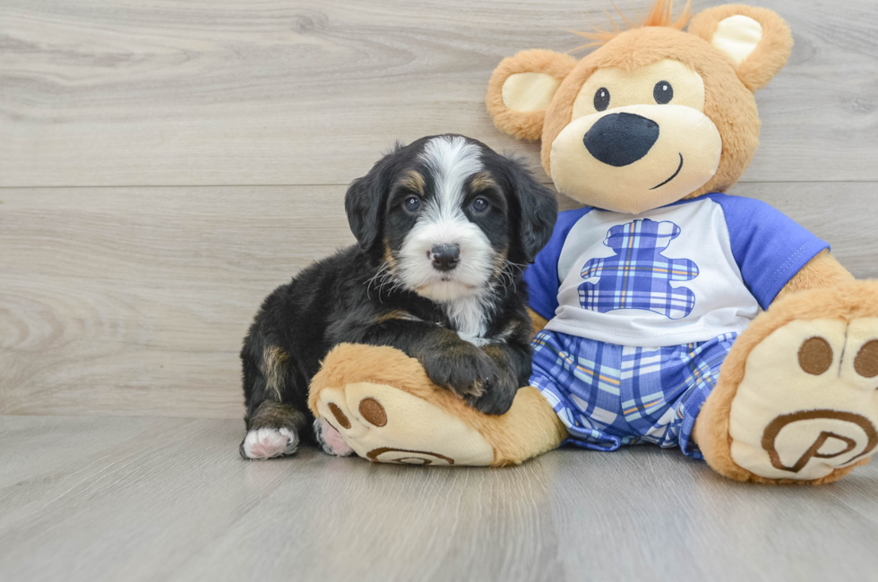 7 week old Mini Bernedoodle Puppy For Sale - Simply Southern Pups